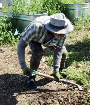 Mike Flanner demonstrates the tried-and-true method of removing tenacious weeds. Michelle Graydon.