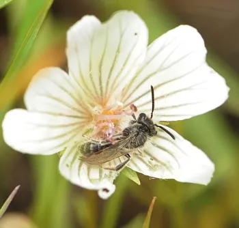 Male Andrena on meadowfoam at Jepson Prairie Preserve. (Photo by Kathy Keatley Garvey)