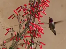 Scarlet bugler