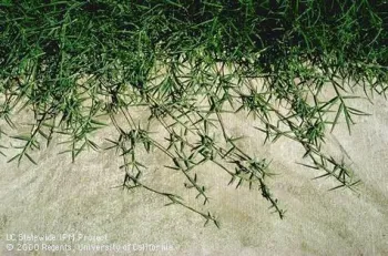Bermudagrass stolons