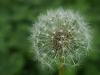 Dandelion week