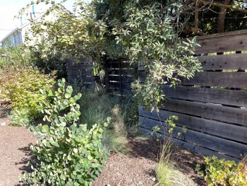 plants at a fence