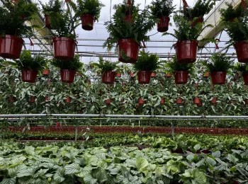 Greenhouse Nursery Hanging Pots