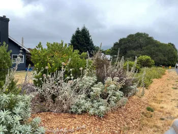 living windbreak
