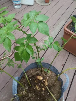 potato plant in a grow bag
