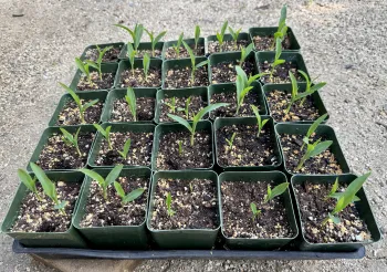 Photo of corn starting to grow in a seedling tray.