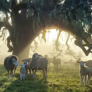 a flock of sheep and lambs framed by a gnarled tree