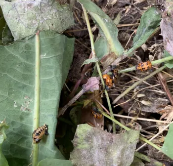 Lady beetle nursery