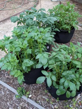 green tops of potato plants