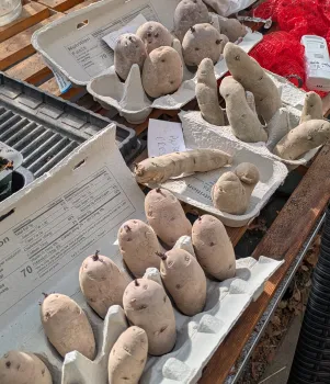 drying potatoes on egg cartons