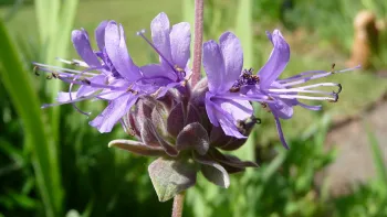 Salvia clevelandii