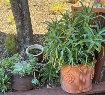 aloe