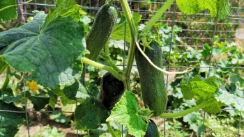 cucumber plant