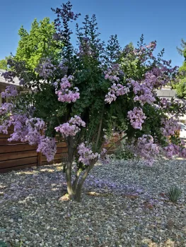 Crape Myrtle (Lagersroemia) Late June