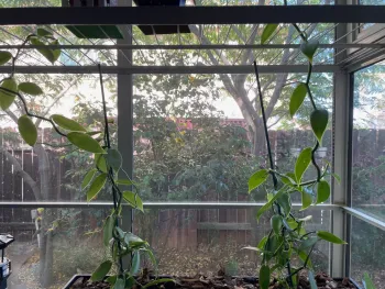 vanilla orchids in kitchen window