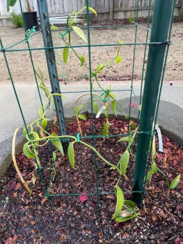 orchid vines on homemade trellis of hog wire and t-posts