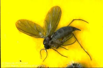 Adult fungus gnat, Jack Kelley Clark, UC IPM.