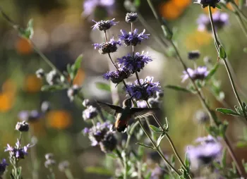 Allen's hummingbird