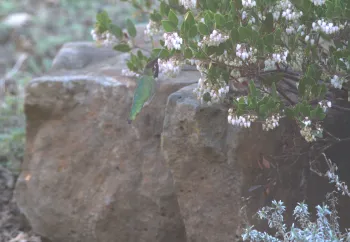 Anna's hummingbird