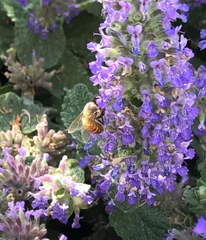 honey bee on nepeta plant