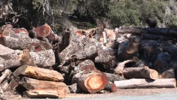 Piles of chopped oak trees, killed by invasive beetles.
