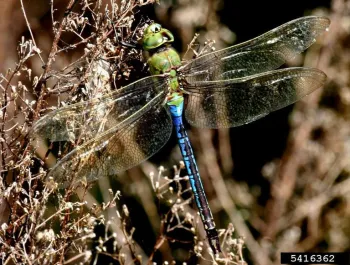 Common green darner dragonfly, Caleb Slemmons, National Ecological Observatory Network, Bugwood.org
