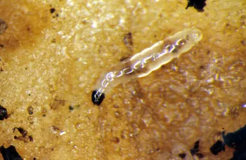 Fungus gnat larva on potato slice, Colorado State University.