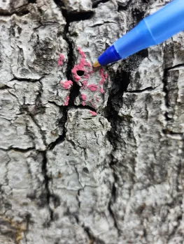 A small hole in the bark of a tree made by an invasive beetle.