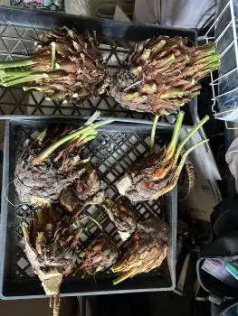 sago palm pups