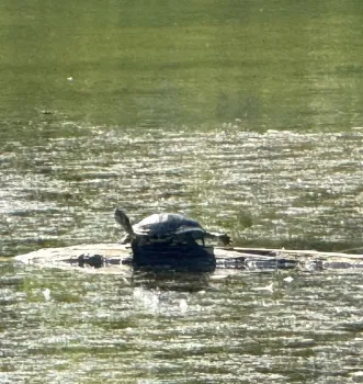 Photo of turtles in the water.