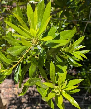 Myrica californica (Pacific wax myrtle) is great for a native fence