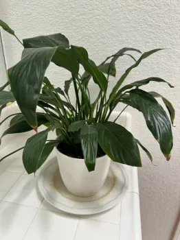 Peace lily.jpg