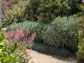 Learn how to replace lawn with drought tolerant landscape
