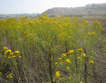 Western goldenrod