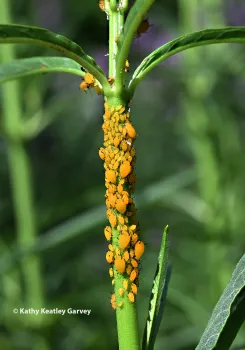 Oleander aphids on a narrow-leafed milkweed. (Photo by Kathy Keatley Garvey)