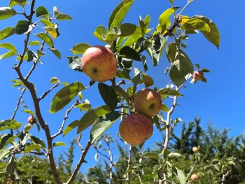 apple tree