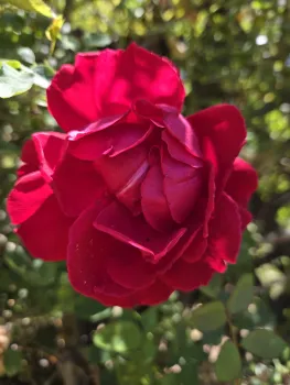 red rose 