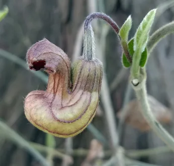 California Pipevine ( Dutchman's Pipe) is the host plant for the pipevine swallowtail butterfly. J. Alosi