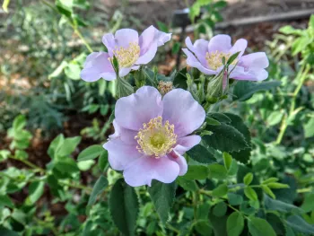 California wild rose in the Wildlife Habitat Garden at the Master Gardener Demonstration Garden at Patrick Ranch. Brent McGhie