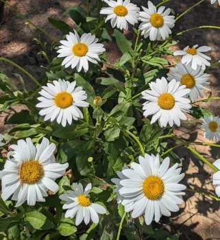 white daisy flower with yellow center called Shasta 'Becky' 