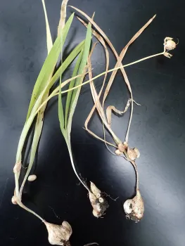 freesia corms and smaller cormels