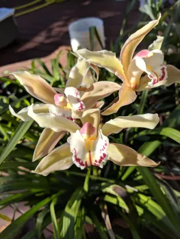 cymbidium orchid flower
