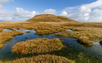 Peat bogs