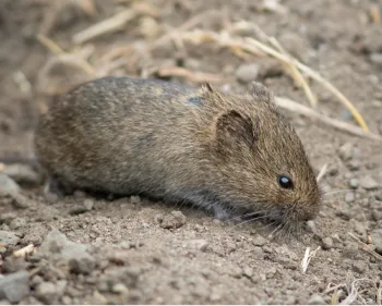 CA voles