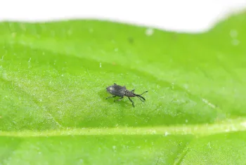 The rosette weevil, a biological control agent of yellow starthistle. Photo by Nathan Mercer, CDFA.