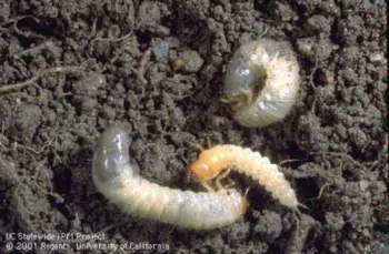 masked chafer