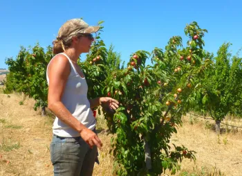 fruit tree pruning