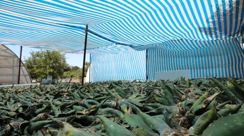 Many agaves plants on tables.