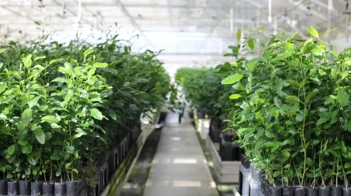 Rows of plants growing in a greenhouse.