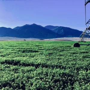 Pivot in Benton